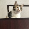 の写真
