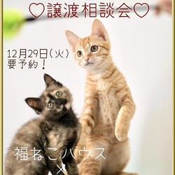 福岡NYANS×福ねこハウス合同譲渡会