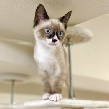 ３ヶ月になりました。猫エイズも猫白血病も陰性で一安心