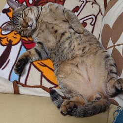 「去勢手術しました」サムネイル2