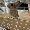 グレーの可愛いミニウサギ 