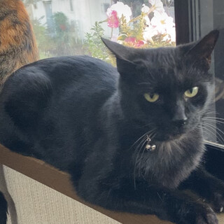 【トライアル決定】黒ヒョウ猫★お籠り猫★3歳ロニー