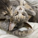 グレコ＆ミケコ 姉妹猫ちゃん