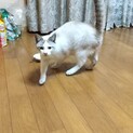 白地グレーのオス猫