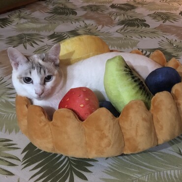 タルト
