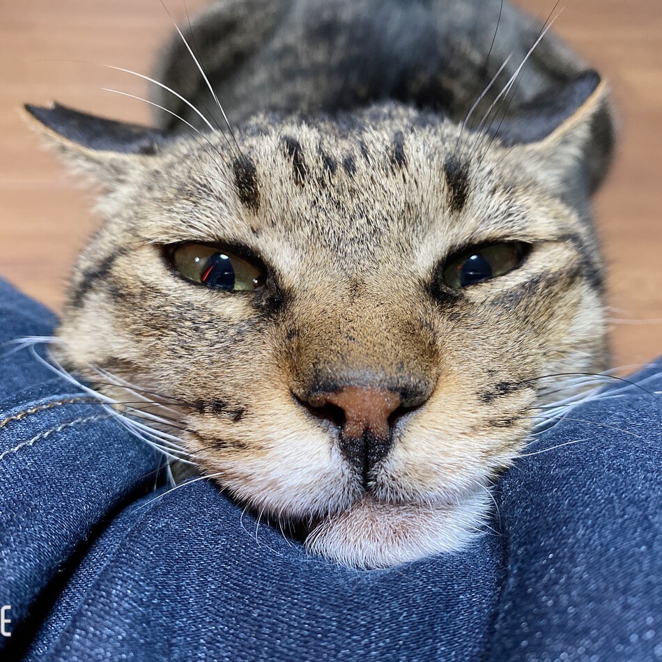 ぶーのカバー写真