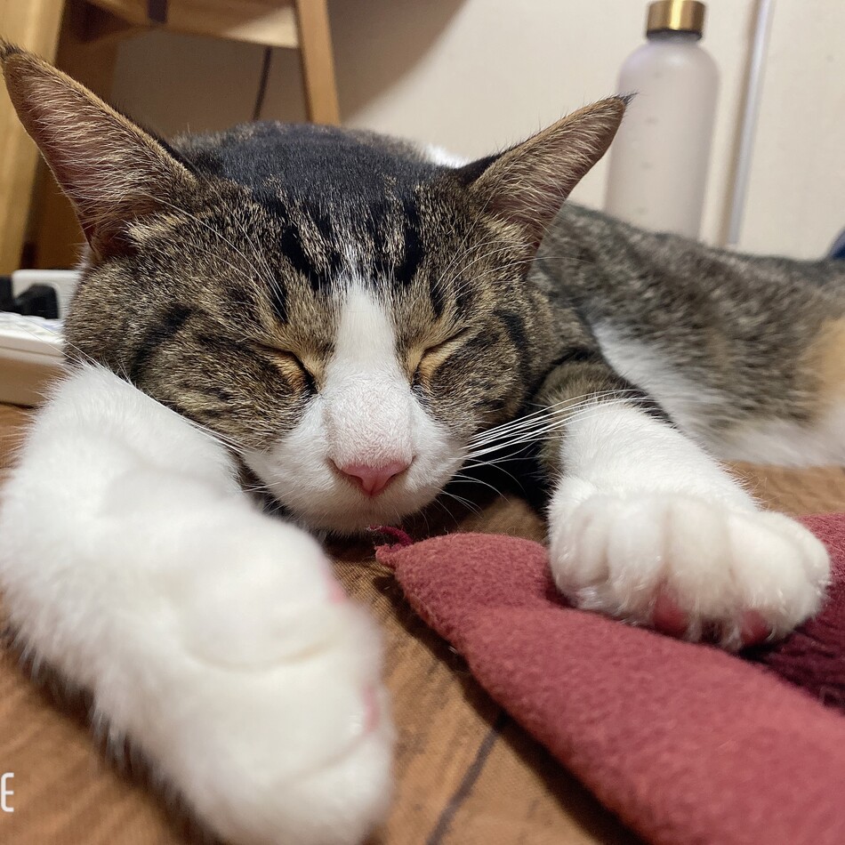 ハルのカバー写真