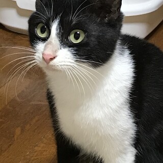 甘えん坊のハチワレです