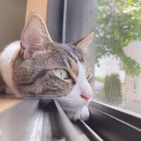 ハル
