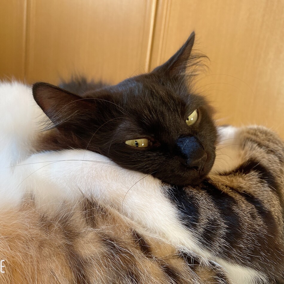 ジジのカバー写真