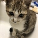 子猫3〜4ヶ月　迷い猫で保護しています。