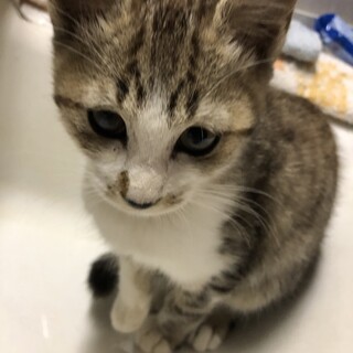 子猫3〜4ヶ月　迷い猫で保護しています。