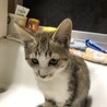 子猫3〜4ヶ月　迷い猫で保護しています。 サムネイル2