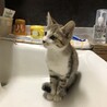 子猫3〜4ヶ月　迷い猫で保護しています。 サムネイル4