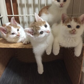 生後1ヶ月半弱4兄妹