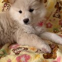 フワモフ②