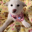 ホワイト仔犬③