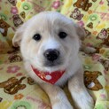 薄茶色の仔犬⑤
