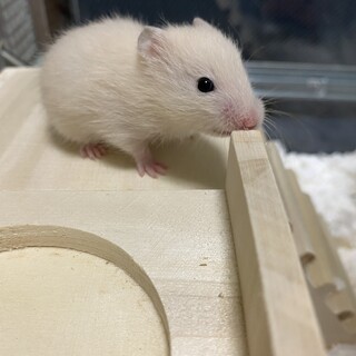 大切に育ててくださる方を募集しております