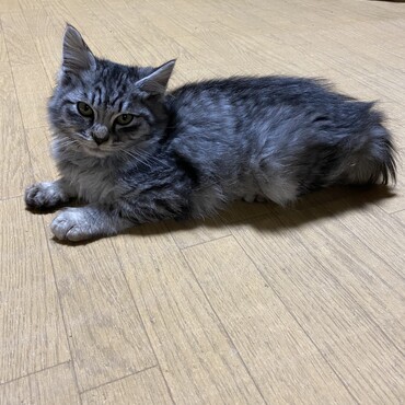 ベルル君