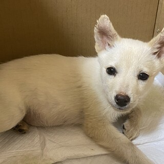 YouTube動画有り、綺麗な目をした臆病なこ