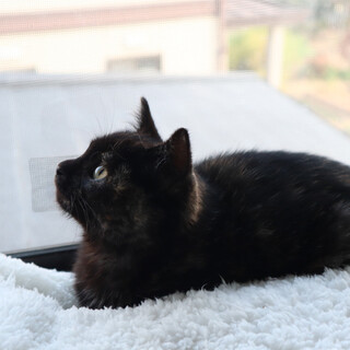 短足　おっとりな女の子