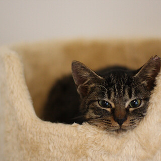 12/27水道橋★渋谷ちゃん★撫でるとうっとり