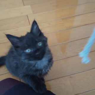 てまり♡ちっちゃくて、おてんば娘？