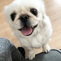 ペキニーズ　メス　約５才