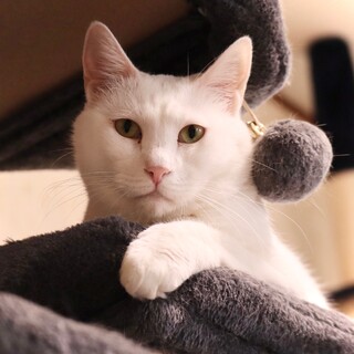 ★真っ白な大型猫ゴマ★人馴れ訓練中★猫ちゃん相性◎