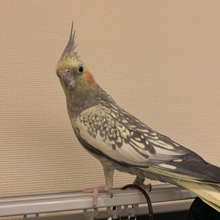 オスのオカメインコツンデレです！