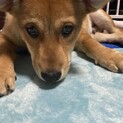 お耳がダンボ☆ビックベイビーの家族を探してます。
