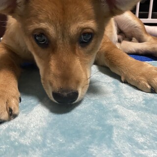 お耳がダンボ☆ビックベイビーの家族を探してます。
