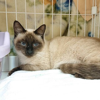 おっとりチャーミングなシャムちゃん　推定1歳半