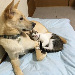 「放浪犬くるりと、ついてきた野良猫なな」サムネイル2