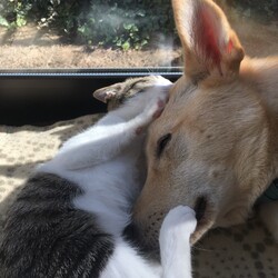 「放浪犬くるりと、ついてきた野良猫なな」サムネイル3