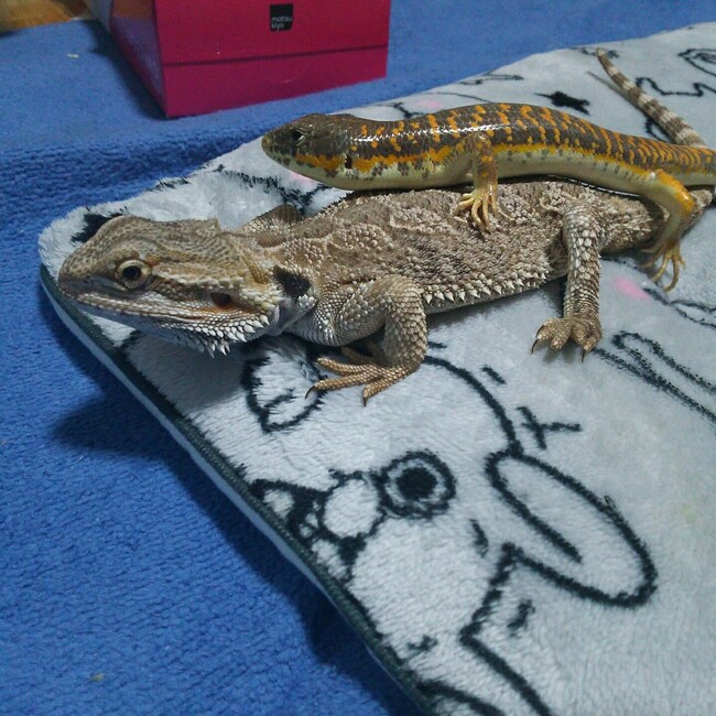 ナガネギのカバー写真