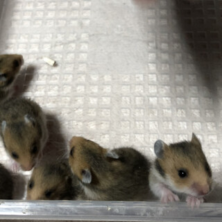 ゴールデンハムスター