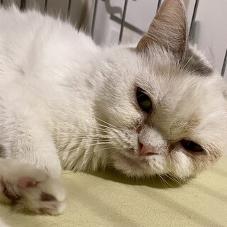 おだやかなスコティッシュの女の子