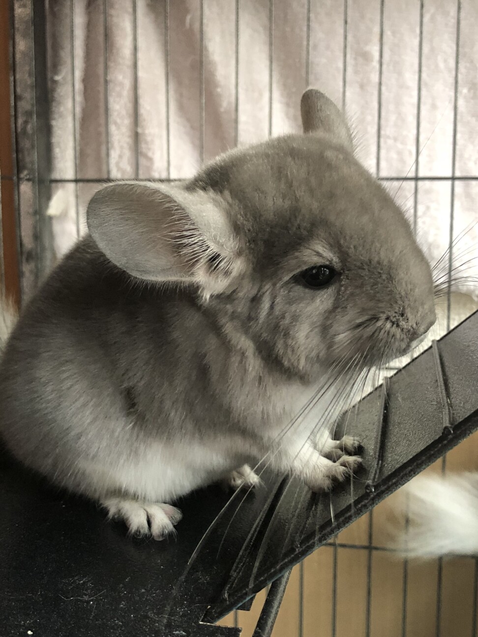 チンチラペア パイド バ 千葉県 小動物の里親募集 ペットのおうち 月間利用者150万人