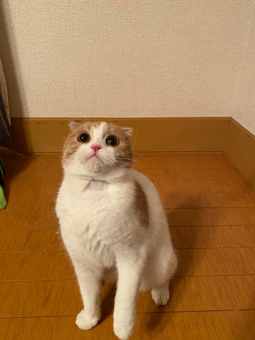 スコティッシュフォールド 東京都 猫の里親募集 ペットのおうち 月間利用者150万人 スコティッシュフォールド 東京都 猫の里親募集 ペットのおうち 月間利用者150万人