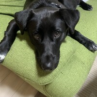 はな