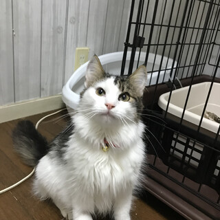 ノルウェージャン★ナイトくん 7ヶ月