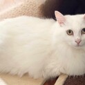 ★美白王子バニラくん★人馴れ訓練中★
