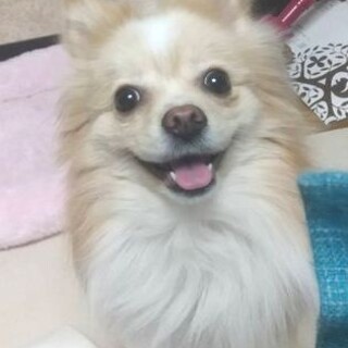 パピヨンmix♀パステル 推定2～3歳