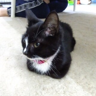 【里親急募】３ヶ月のシロクロ靴下の仔猫ちゃん