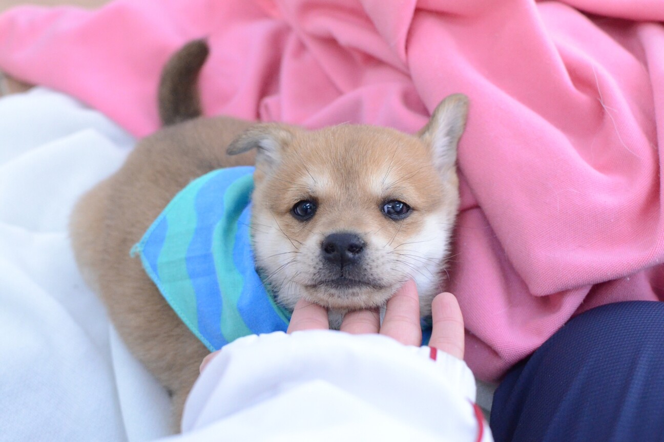 甘えん坊で可愛すぎる ジ 香川県 犬の里親募集 ペットのおうち 月間利用者150万人