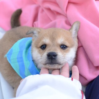 甘えん坊で可愛すぎる“ジョージくん”