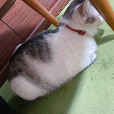 首輪も新調