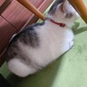 首輪も新調